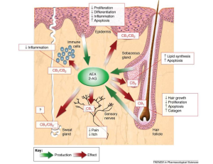 Labelled diagram of the physiological regulatory function of the endocannabinoid system (ECS).